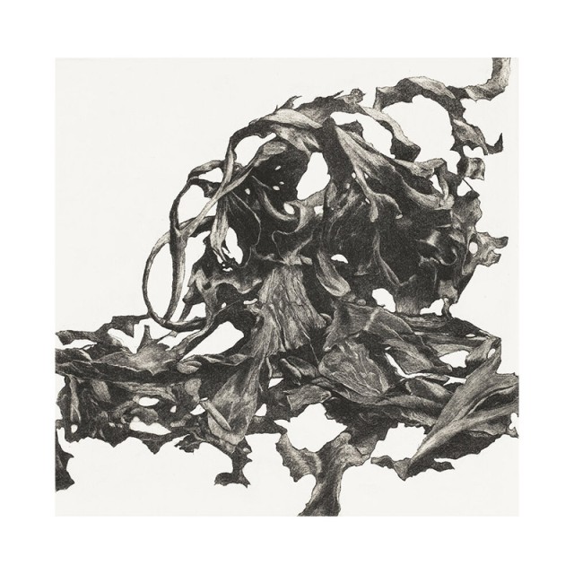 John-Howard_Print-Maker_seaweed study Newlyn