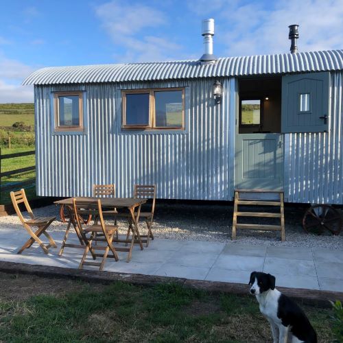 Celandine, The Shepherds Hut