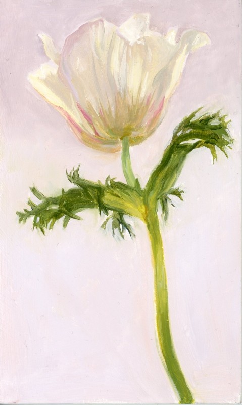 Anemone Study #2