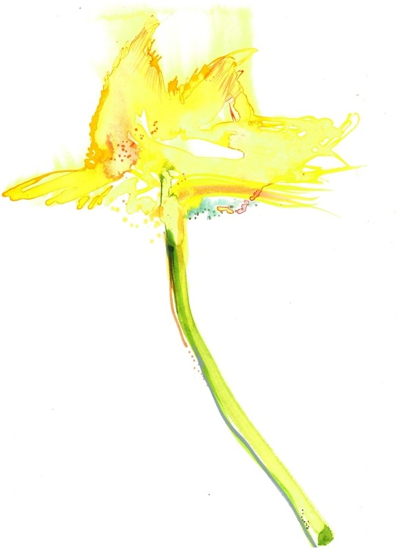Dying Daffodil
