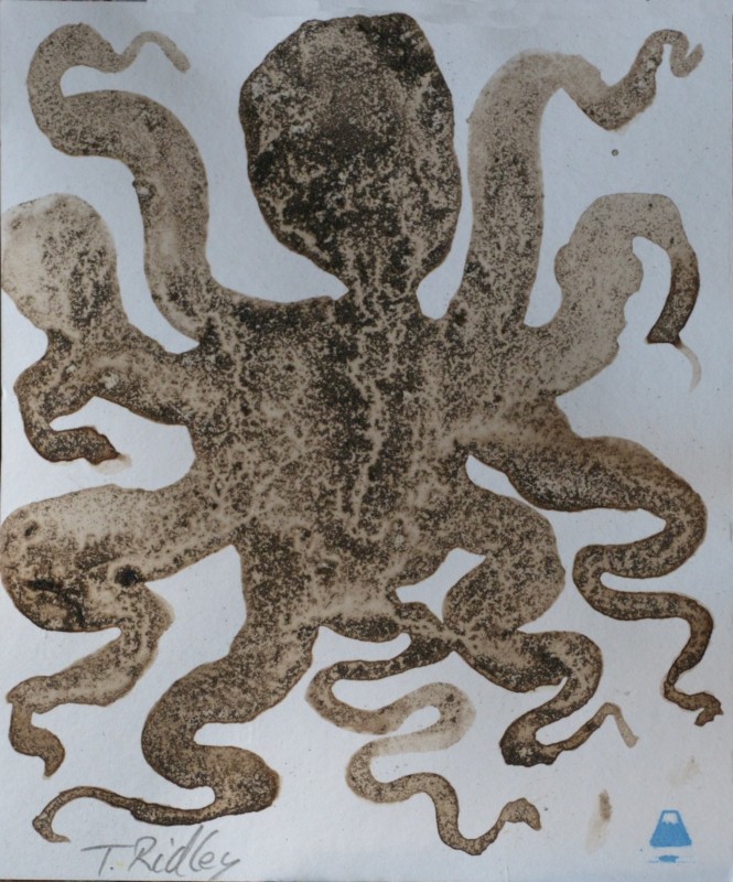 Small octopus