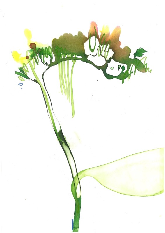 Freesia Stems 02