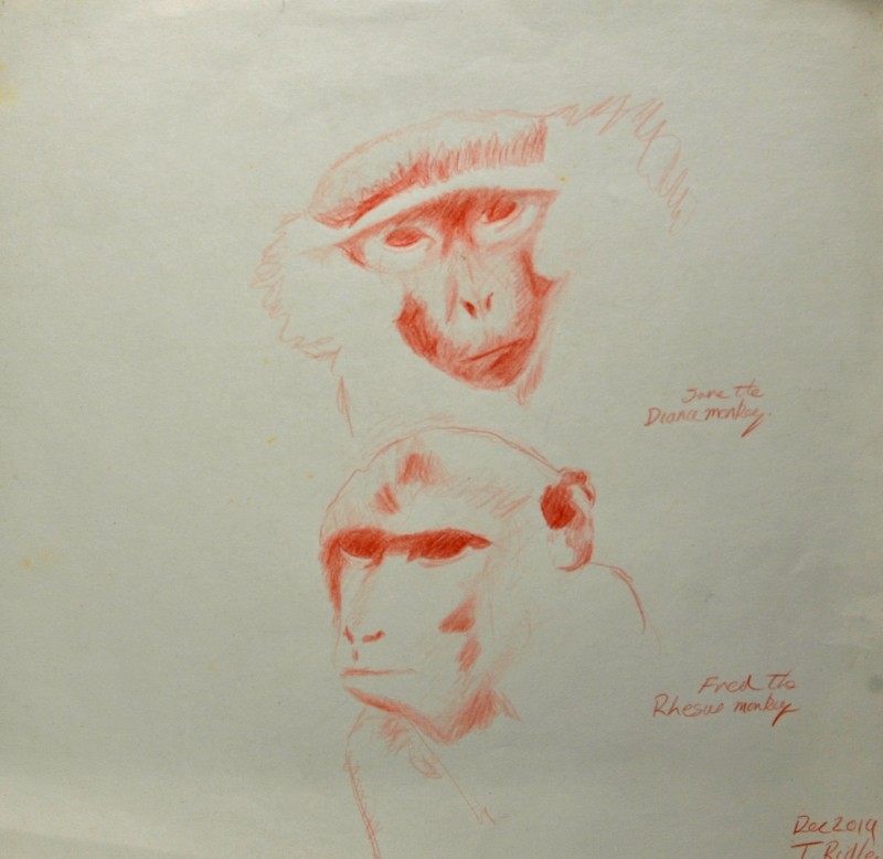 Jane the Diance monkey & Fred the Rhesus monkey