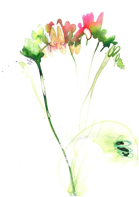 Freesia Stems
