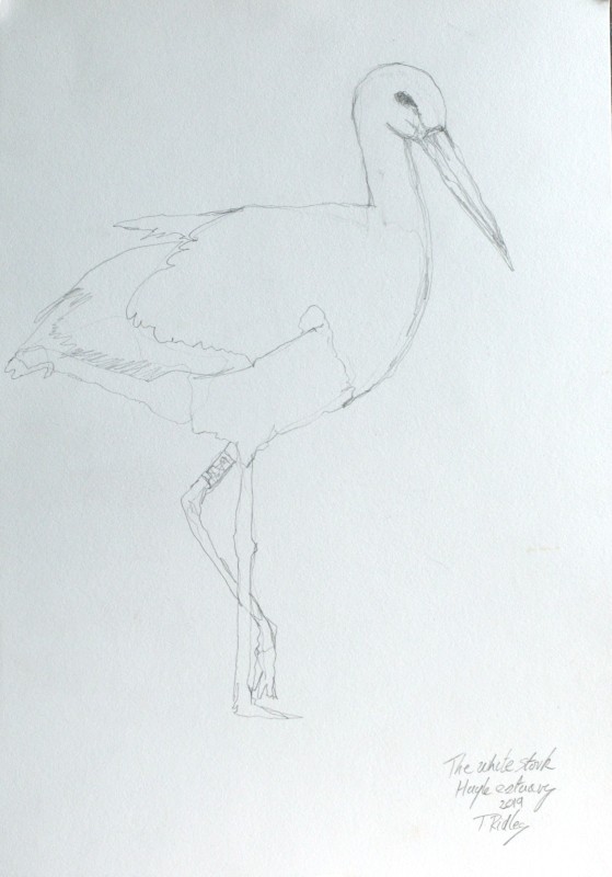 The white stork, Hayle Estuary