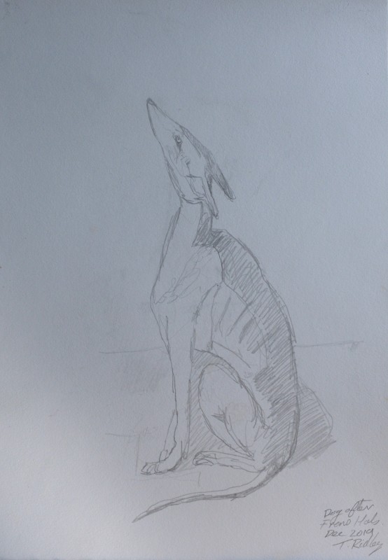 Dog after Frans Hals