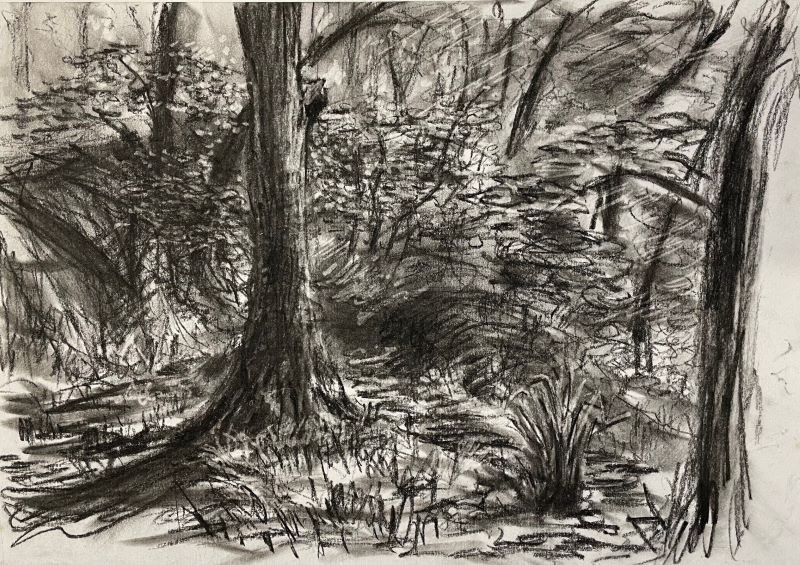 Trevaylor wood, study