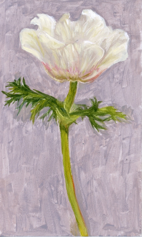 Anemone Study #1