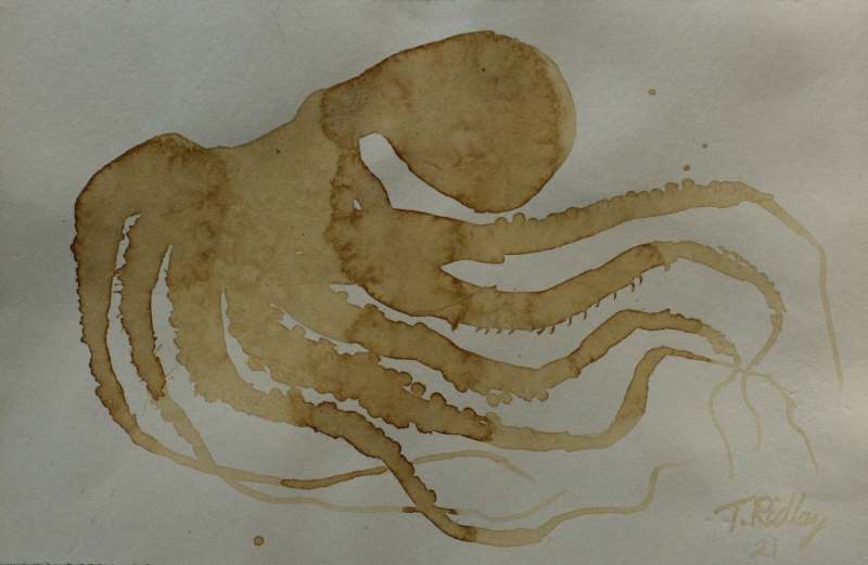 Disappearing octopus