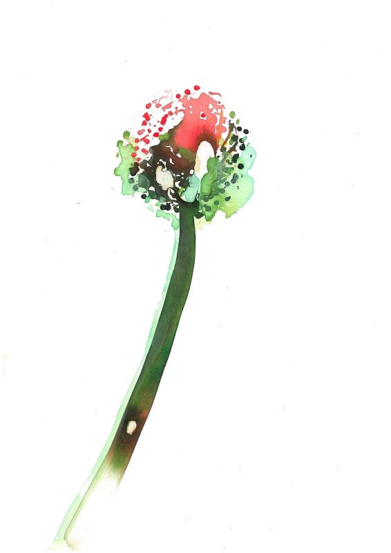Allium