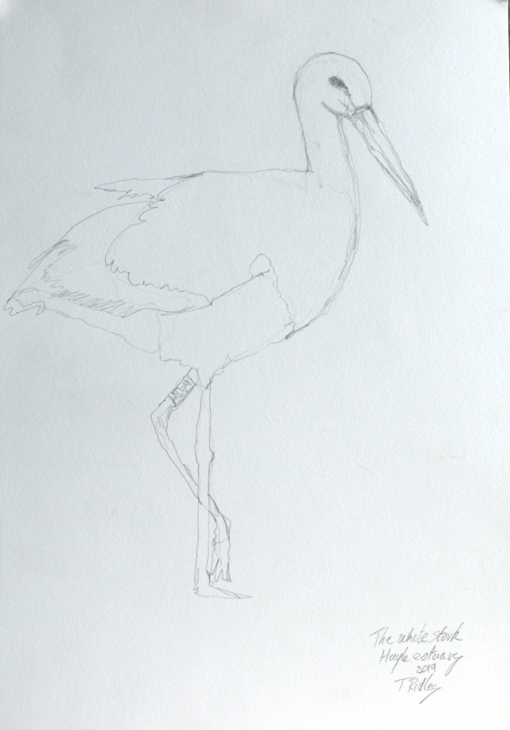 The white stork, Hayle Estuary