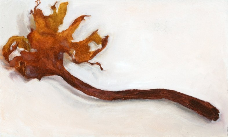 Seaweed from Newlyn