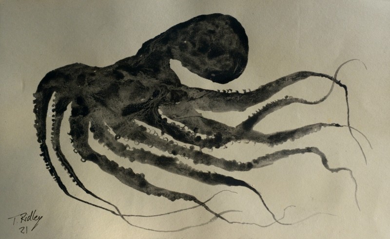 Dark octopus