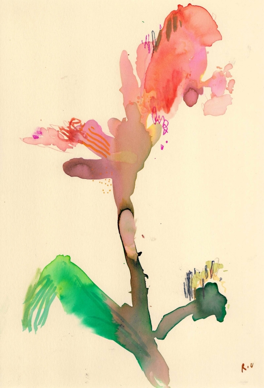 Gladiolus