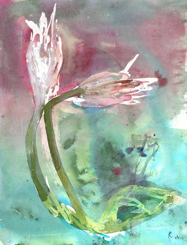 Unopened Drakensteyn