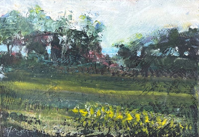 Daffodils on Tresco