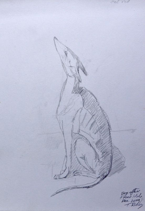 Dog after Frans Hals