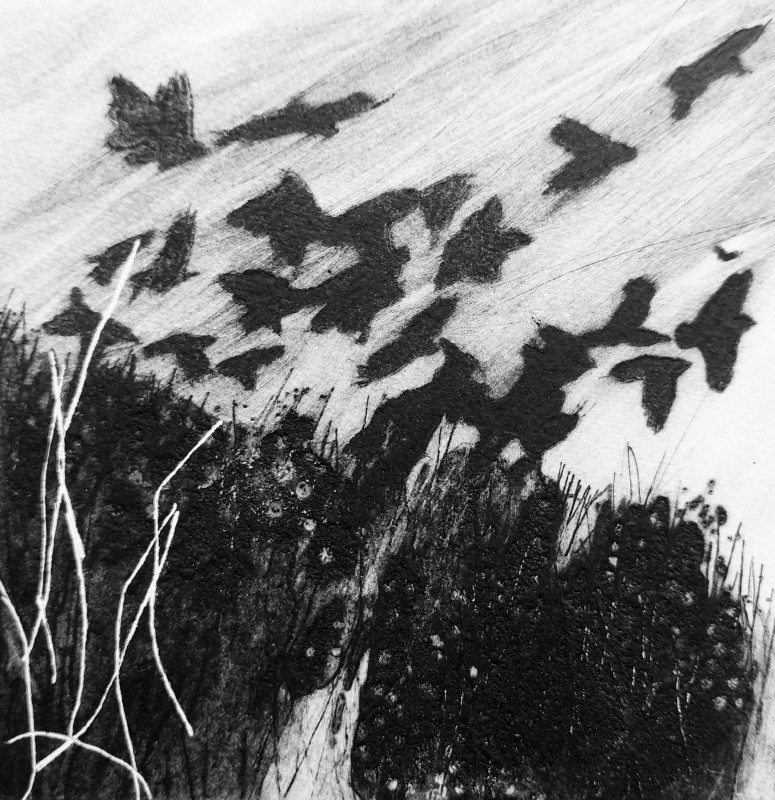 Jackdaws at Carrick Luz (South West Coast Path)