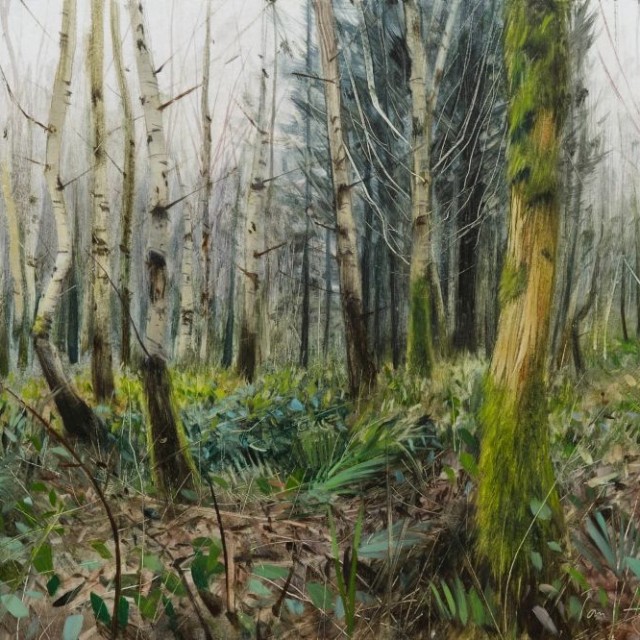 cold morning, birch and moss, Forest of Dean, January Tom Hughes Painter