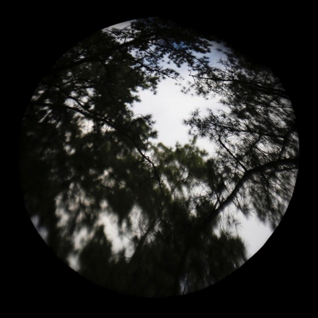 lens-obscura-trees-cornwall